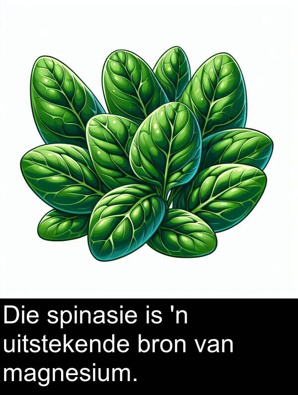 magnesium: Die spinasie is 'n uitstekende bron van magnesium.