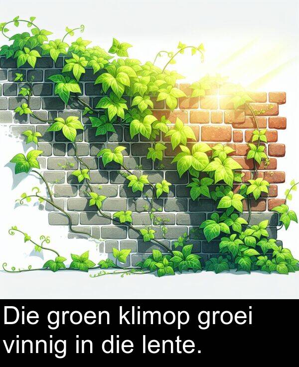 lente: Die groen klimop groei vinnig in die lente.