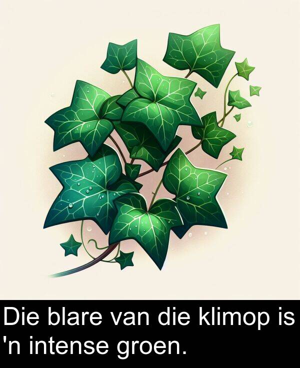 klimop: Die blare van die klimop is 'n intense groen.