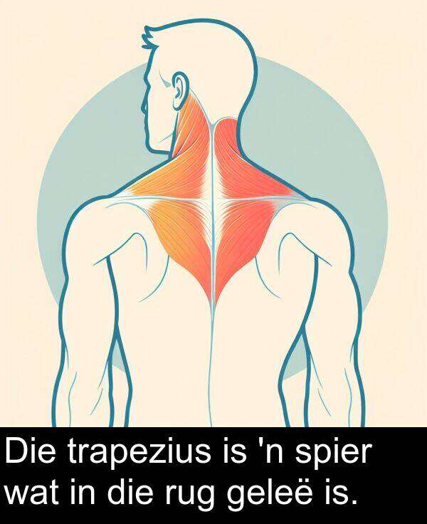 trapezius: Die trapezius is 'n spier wat in die rug geleë is.