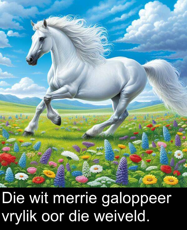 galoppeer: Die wit merrie galoppeer vrylik oor die weiveld.