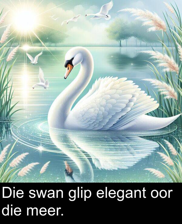 die: Die swan glip elegant oor die meer.