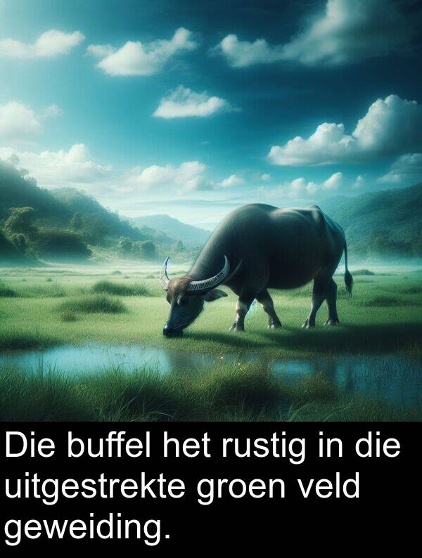 veld: Die buffel het rustig in die uitgestrekte groen veld geweiding.