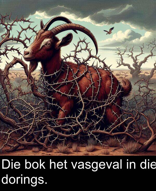 het: Die bok het vasgeval in die dorings.