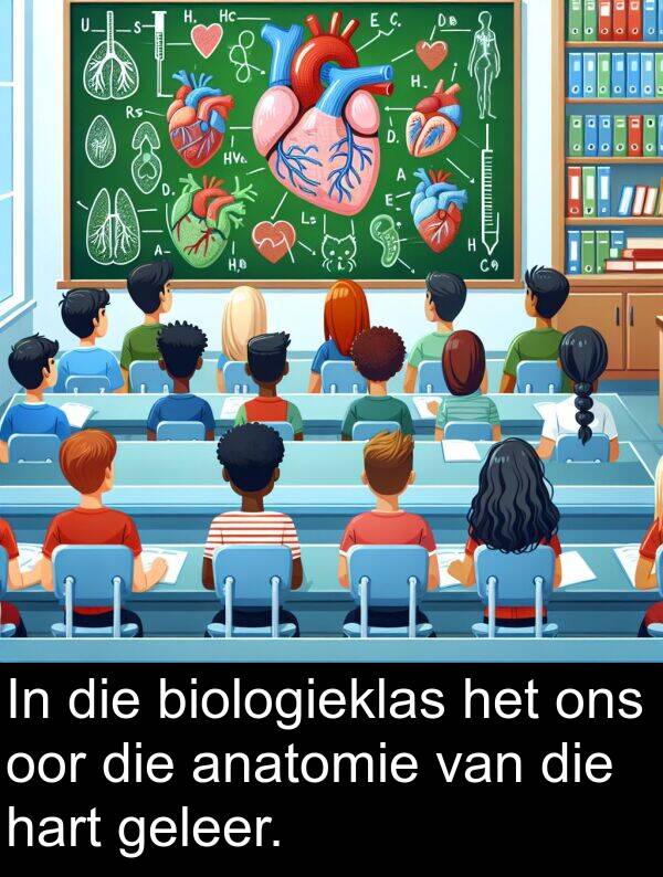 hart: In die biologieklas het ons oor die anatomie van die hart geleer.