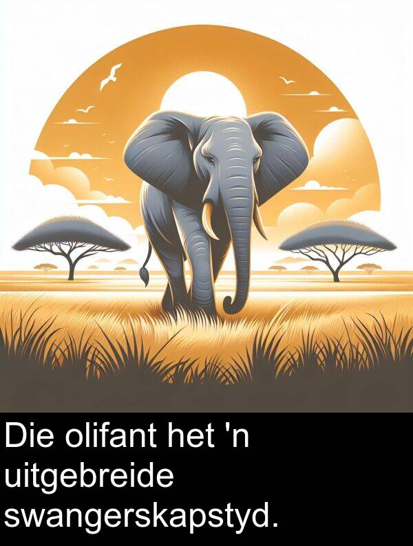 olifant: Die olifant het 'n uitgebreide swangerskapstyd.