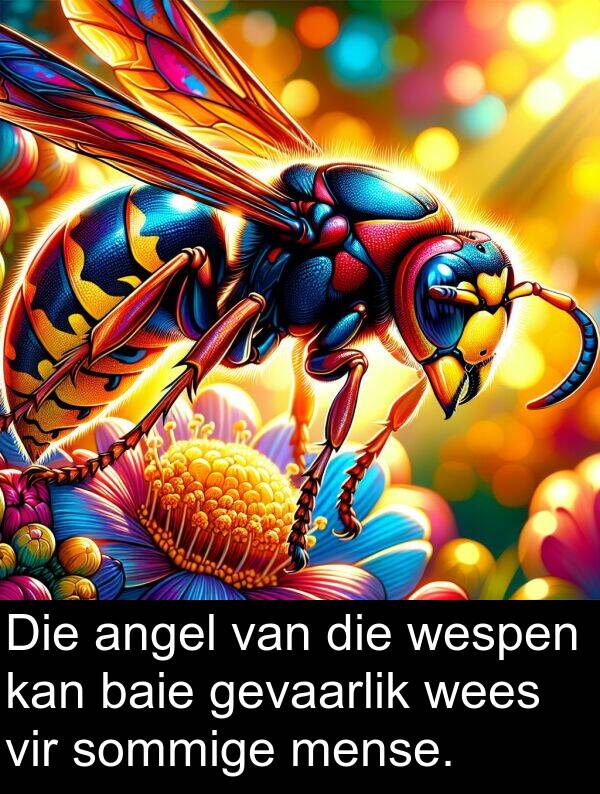 mense: Die angel van die wespen kan baie gevaarlik wees vir sommige mense.