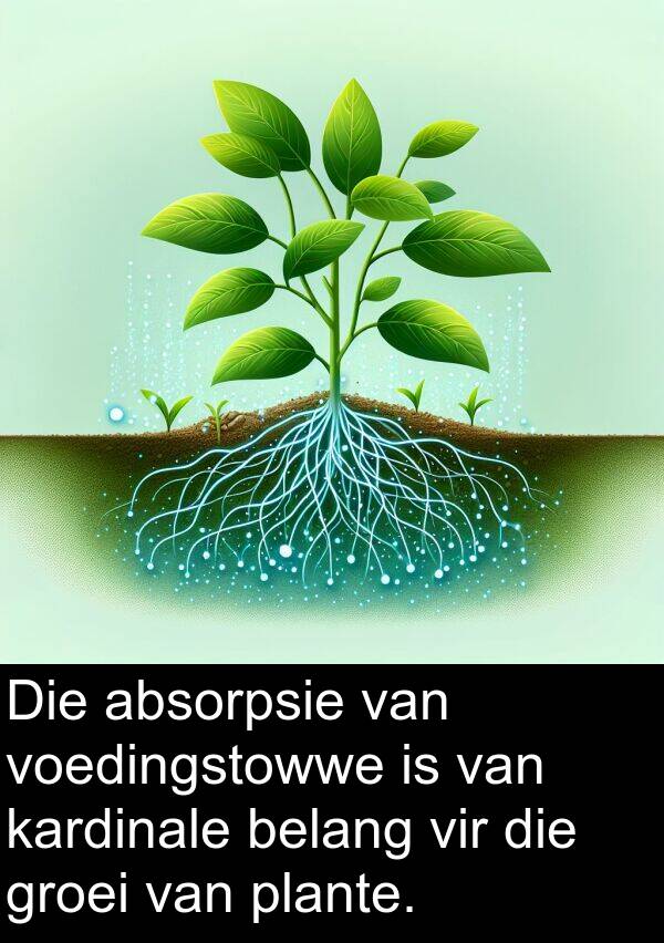 belang: Die absorpsie van voedingstowwe is van kardinale belang vir die groei van plante.