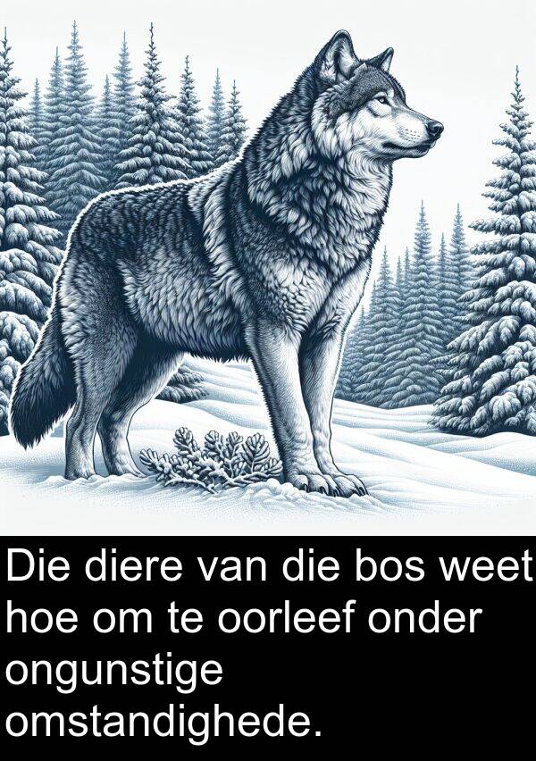 hoe: Die diere van die bos weet hoe om te oorleef onder ongunstige omstandighede.