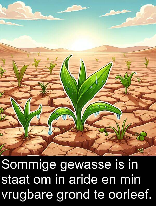 min: Sommige gewasse is in staat om in aride en min vrugbare grond te oorleef.