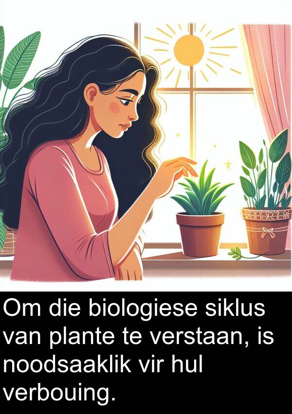 noodsaaklik: Om die biologiese siklus van plante te verstaan, is noodsaaklik vir hul verbouing.