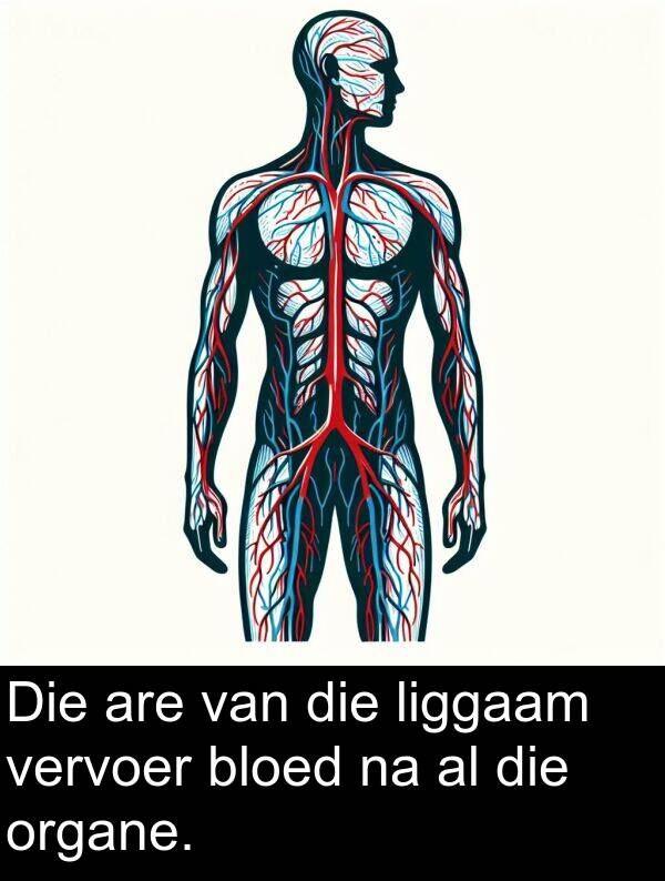 are: Die are van die liggaam vervoer bloed na al die organe.