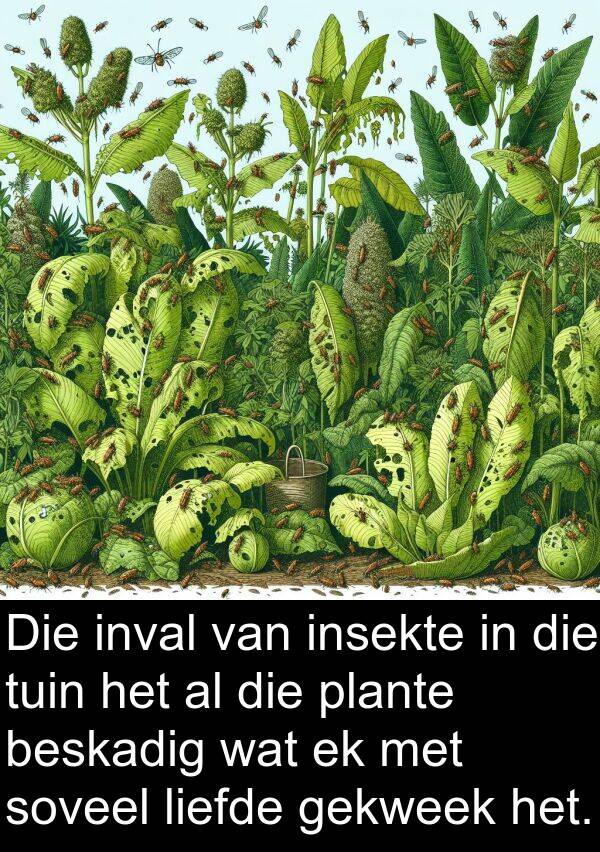 plante: Die inval van insekte in die tuin het al die plante beskadig wat ek met soveel liefde gekweek het.