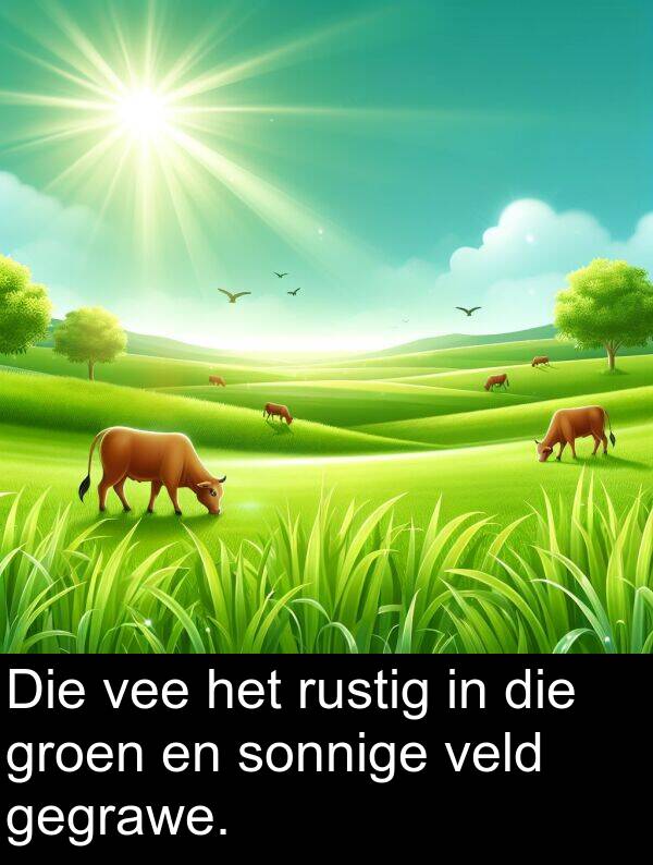 gegrawe: Die vee het rustig in die groen en sonnige veld gegrawe.