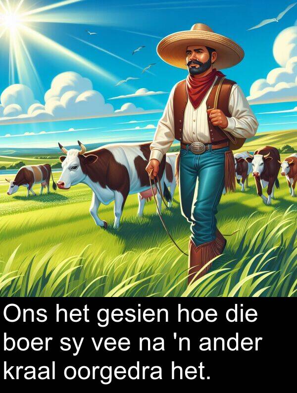 hoe: Ons het gesien hoe die boer sy vee na 'n ander kraal oorgedra het.