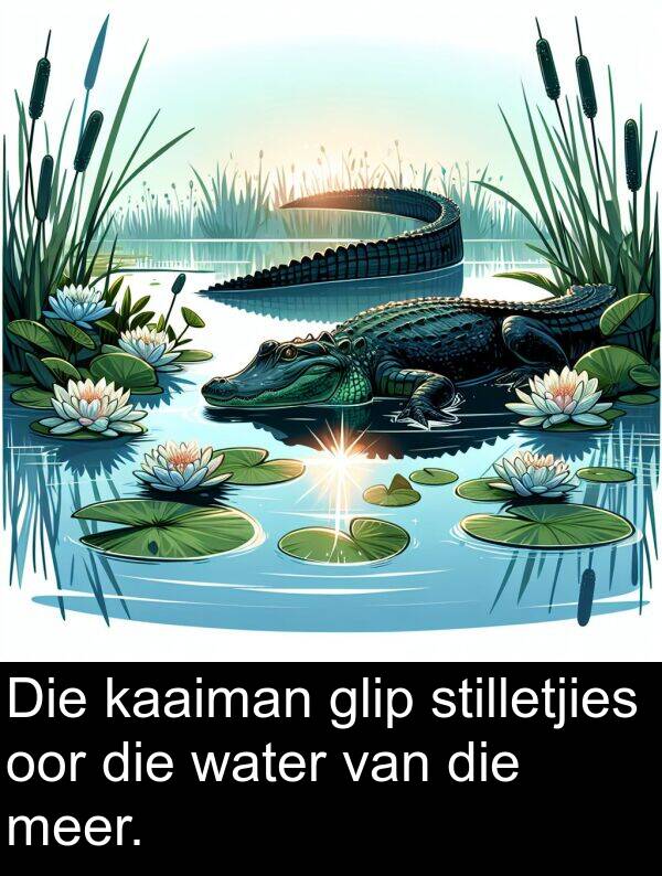 water: Die kaaiman glip stilletjies oor die water van die meer.