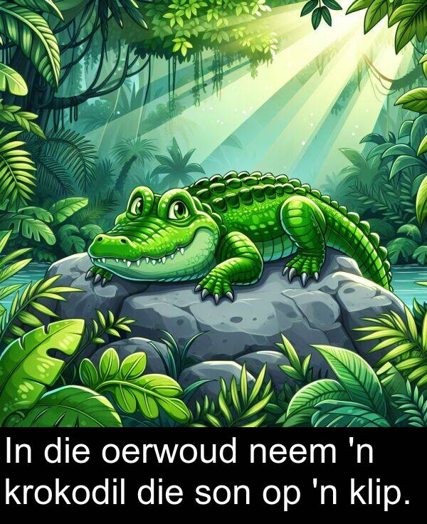 neem: In die oerwoud neem 'n krokodil die son op 'n klip.