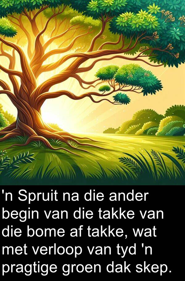 takke: 'n Spruit na die ander begin van die takke van die bome af takke, wat met verloop van tyd 'n pragtige groen dak skep.