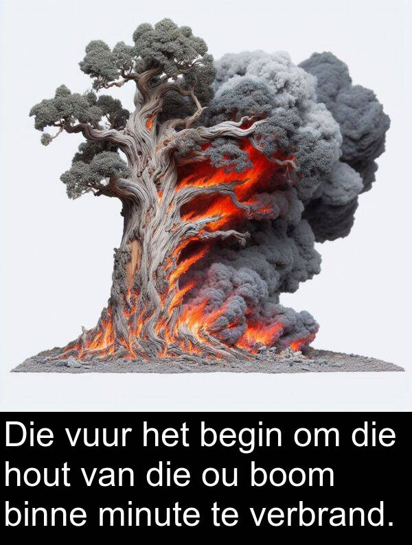 hout: Die vuur het begin om die hout van die ou boom binne minute te verbrand.