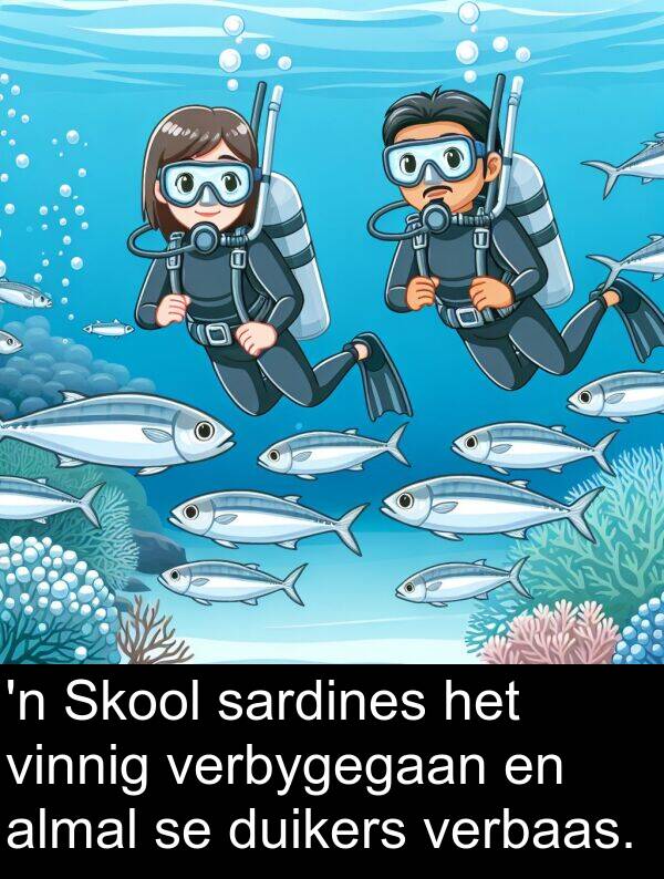 duikers: 'n Skool sardines het vinnig verbygegaan en almal se duikers verbaas.