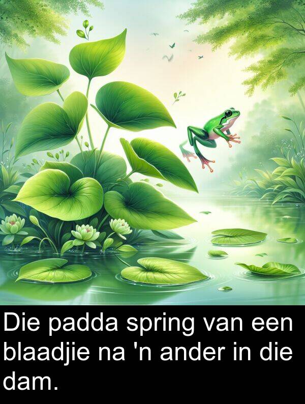 padda: Die padda spring van een blaadjie na 'n ander in die dam.