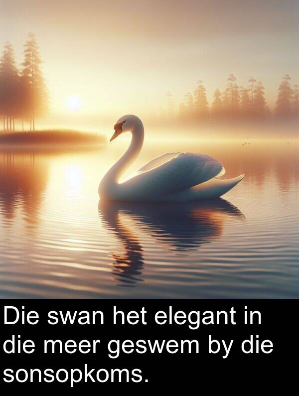 elegant: Die swan het elegant in die meer geswem by die sonsopkoms.