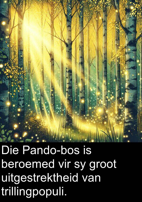 trillingpopuli: Die Pando-bos is beroemed vir sy groot uitgestrektheid van trillingpopuli.