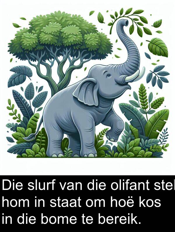 bereik: Die slurf van die olifant stel hom in staat om hoë kos in die bome te bereik.