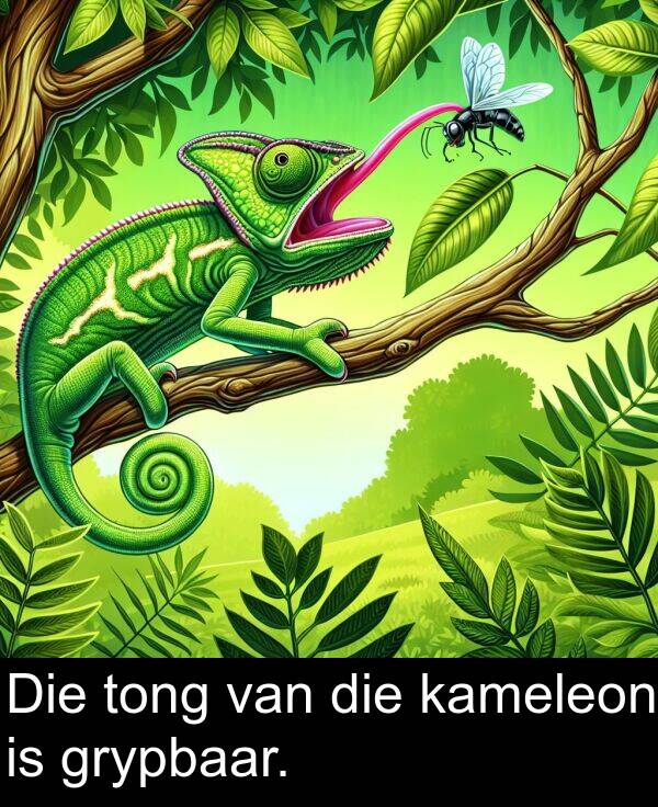 tong: Die tong van die kameleon is grypbaar.