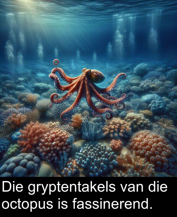 fassinerend: Die gryptentakels van die octopus is fassinerend.