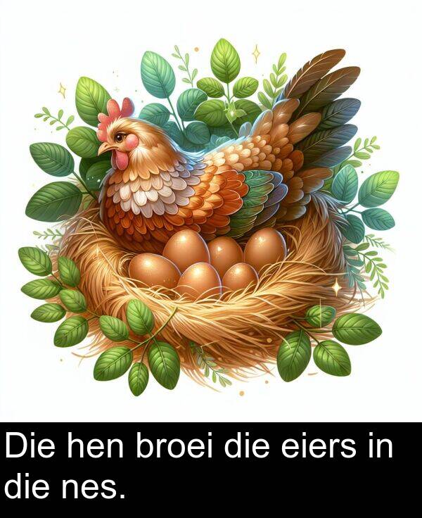 hen: Die hen broei die eiers in die nes.