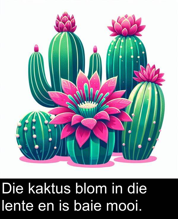 lente: Die kaktus blom in die lente en is baie mooi.