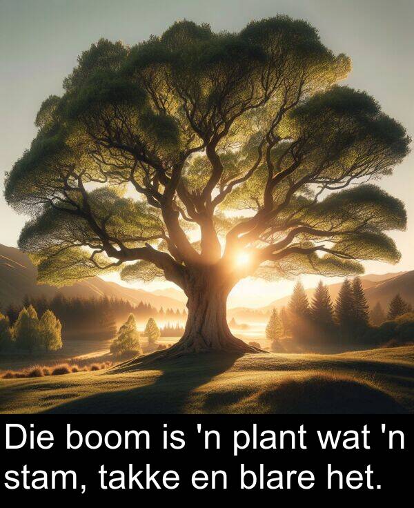 takke: Die boom is 'n plant wat 'n stam, takke en blare het.