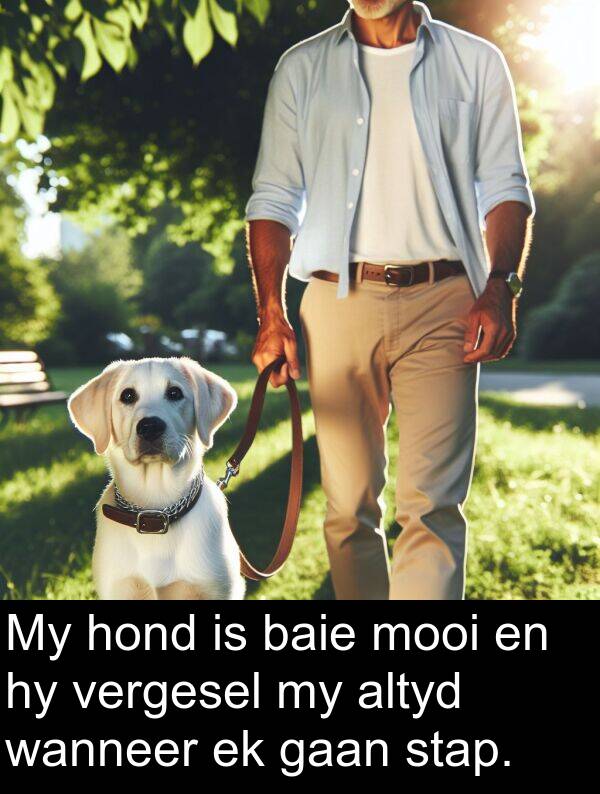 vergesel: My hond is baie mooi en hy vergesel my altyd wanneer ek gaan stap.