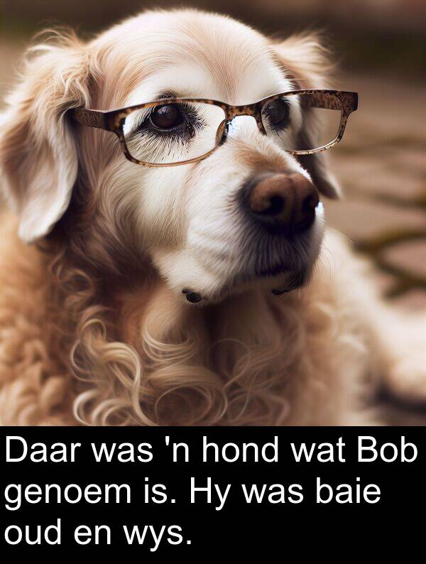 hond: Daar was 'n hond wat Bob genoem is. Hy was baie oud en wys.