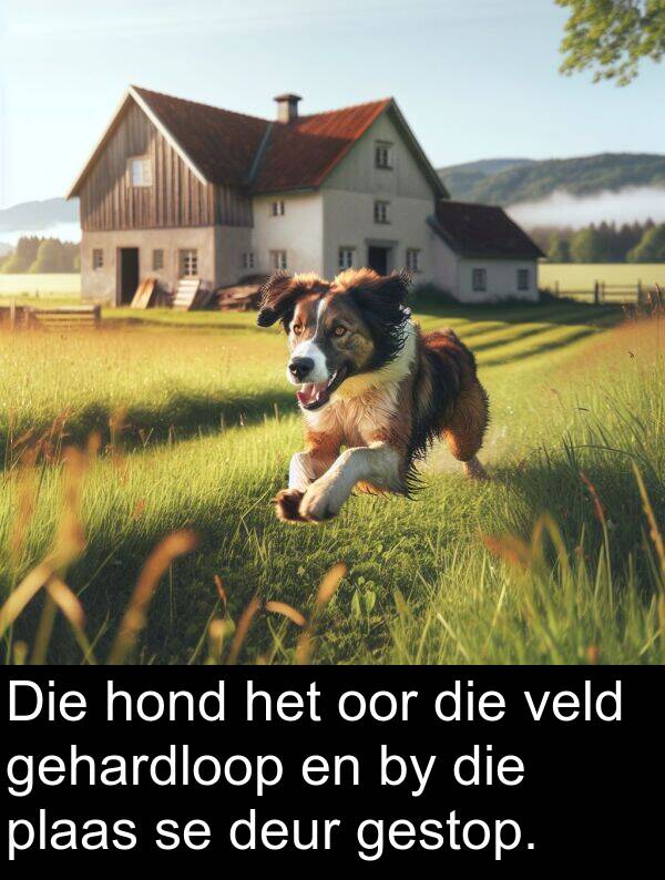 gehardloop: Die hond het oor die veld gehardloop en by die plaas se deur gestop.