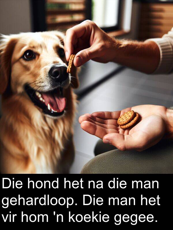 hom: Die hond het na die man gehardloop. Die man het vir hom 'n koekie gegee.