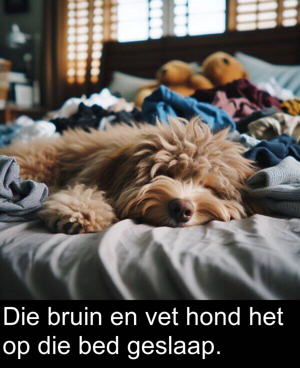 hond: Die bruin en vet hond het op die bed geslaap.