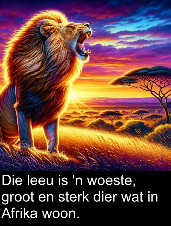 woon: Die leeu is 'n woeste, groot en sterk dier wat in Afrika woon.