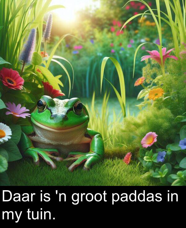 tuin: Daar is 'n groot paddas in my tuin.