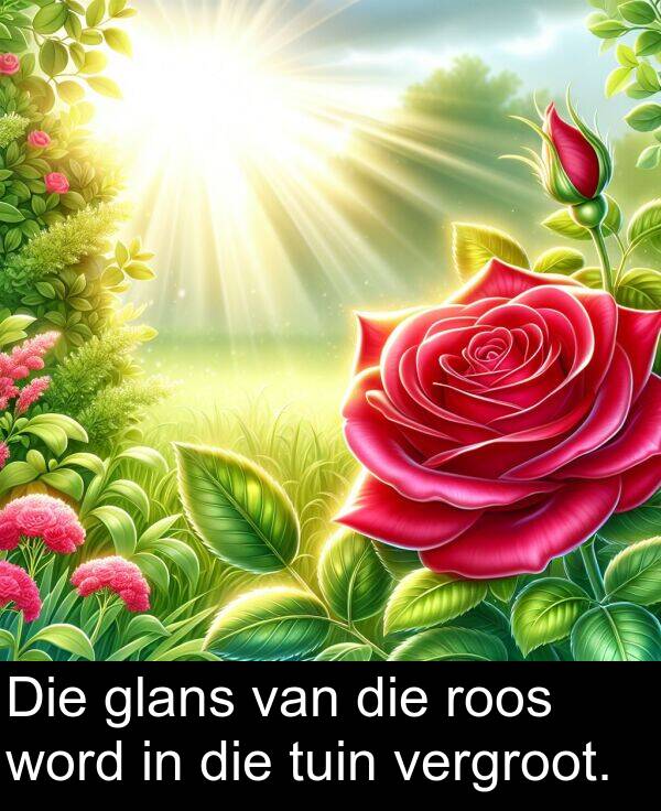 tuin: Die glans van die roos word in die tuin vergroot.