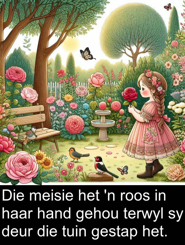 gehou: Die meisie het 'n roos in haar hand gehou terwyl sy deur die tuin gestap het.