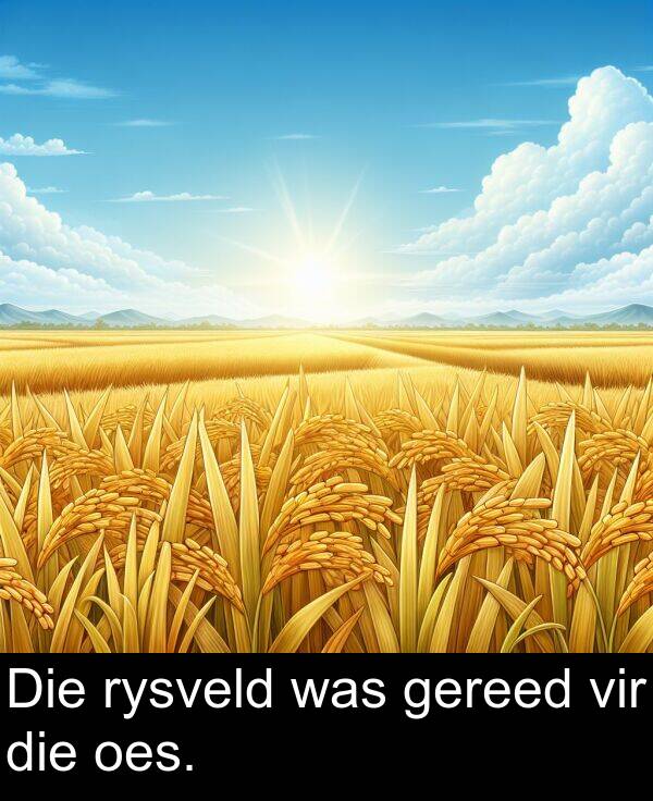 die: Die rysveld was gereed vir die oes.