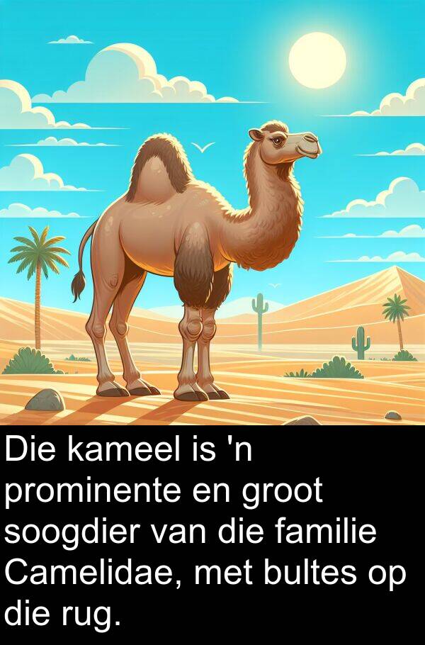 familie: Die kameel is 'n prominente en groot soogdier van die familie Camelidae, met bultes op die rug.