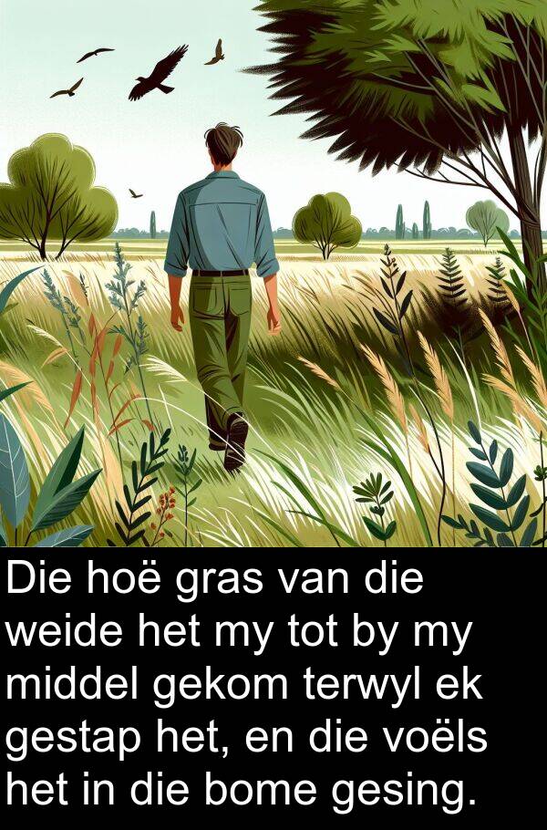 gekom: Die hoë gras van die weide het my tot by my middel gekom terwyl ek gestap het, en die voëls het in die bome gesing.