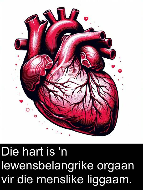 hart: Die hart is 'n lewensbelangrike orgaan vir die menslike liggaam.