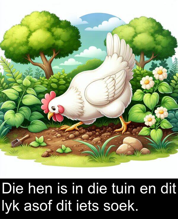 hen: Die hen is in die tuin en dit lyk asof dit iets soek.