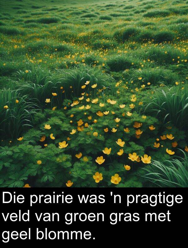 geel: Die prairie was 'n pragtige veld van groen gras met geel blomme.