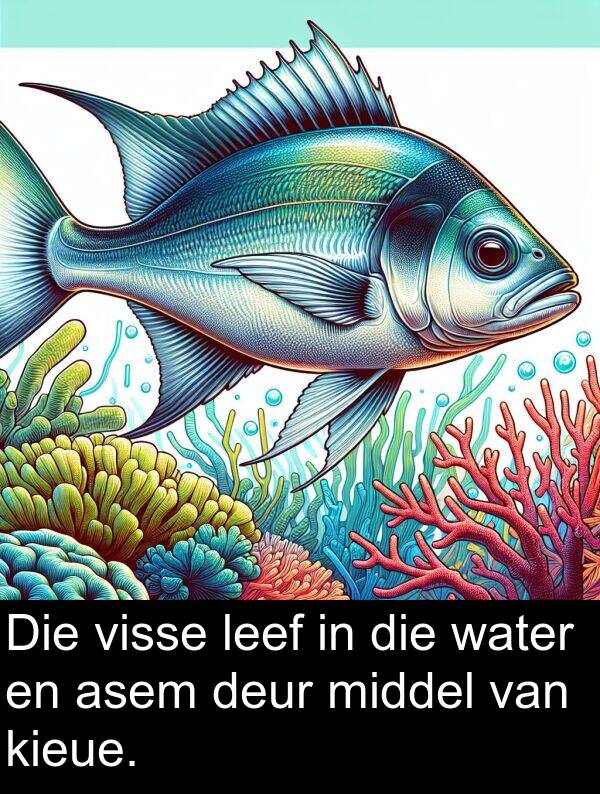 water: Die visse leef in die water en asem deur middel van kieue.