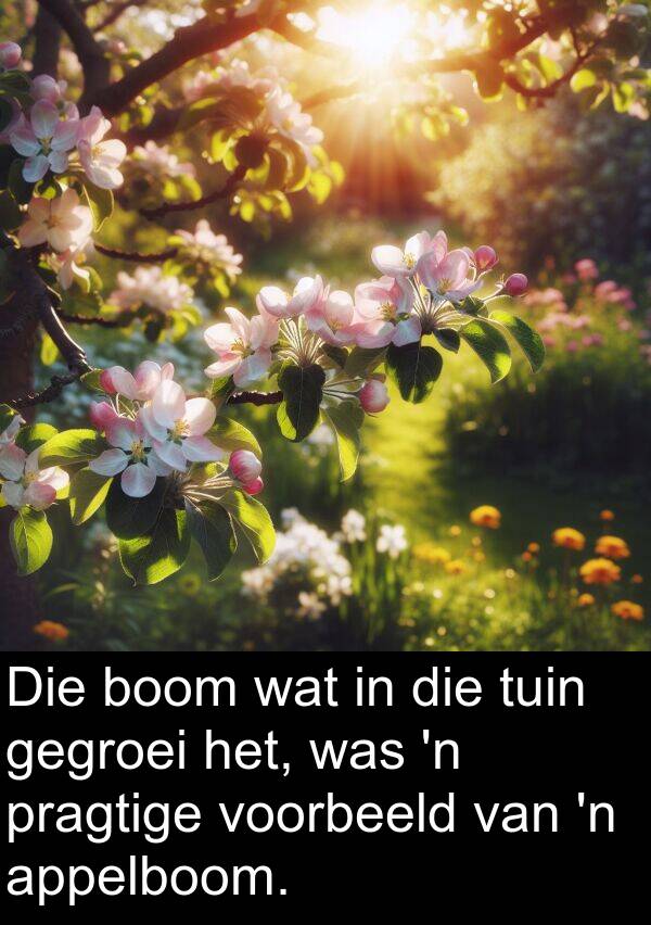 gegroei: Die boom wat in die tuin gegroei het, was 'n pragtige voorbeeld van 'n appelboom.